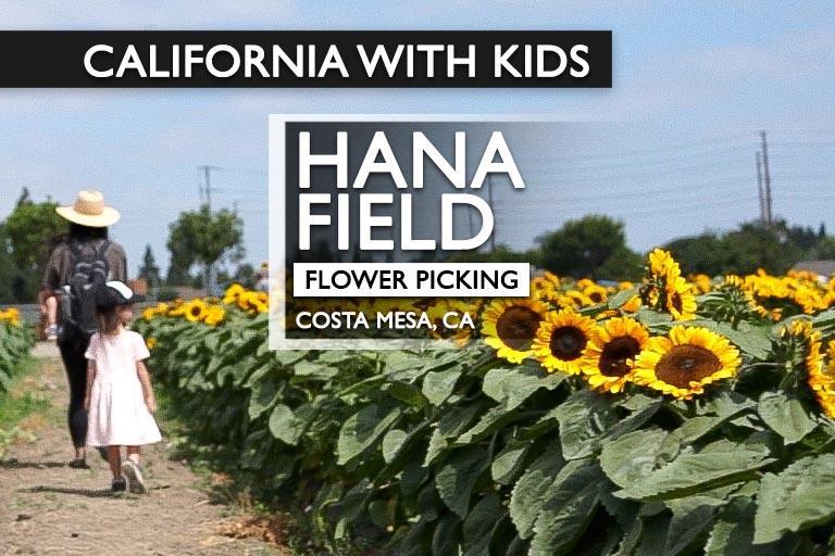 Visiting Sunflower Fields At Hana Field In Costa Mesa, CA Califoreigners