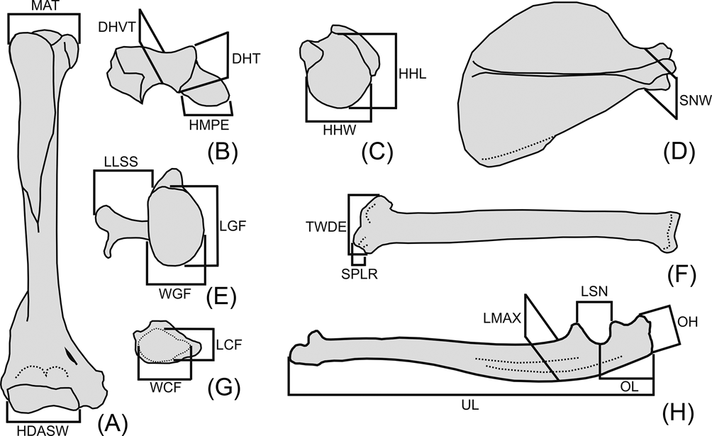 The forelimb of †Cyonasua sp. (Procyonidae, Carnivora