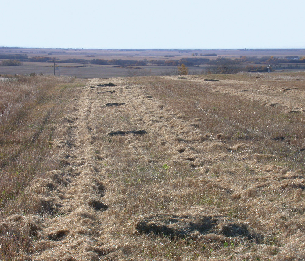 The straw and chaff of stubble grazing cattle