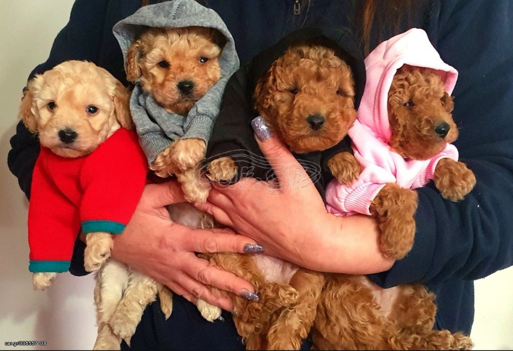 Car.gr Κανίς poodle toy και Μίνι σε όλα τα χρώματα