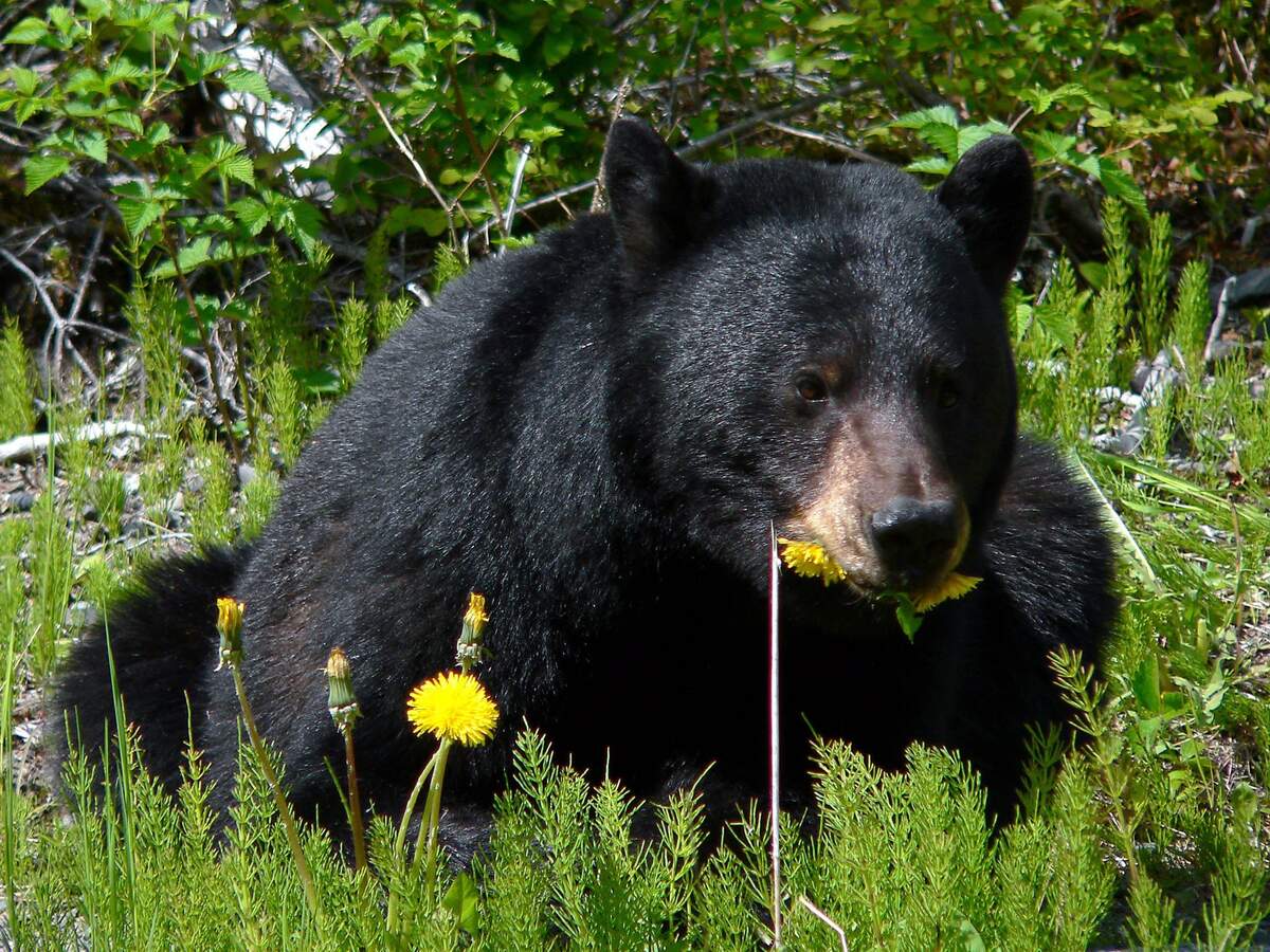 Black Bear Festival 2023 National Black Bear Day | Holiday | Checkiday.com