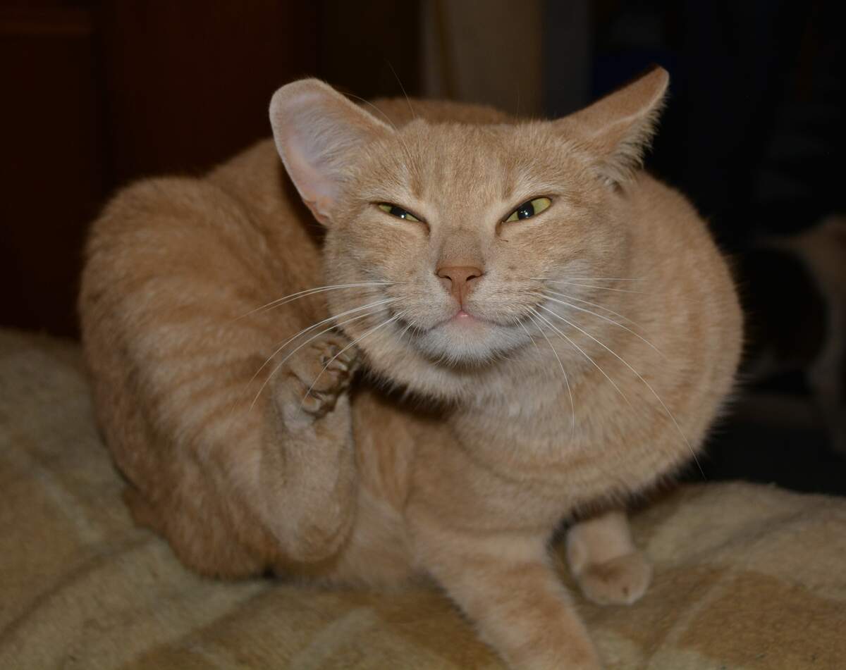 National Itch Day Holiday