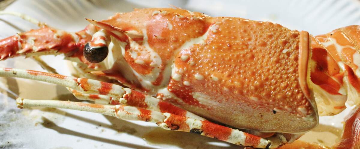 National Lobster Day 2023 National Lobster Day | Holiday | Checkiday.com