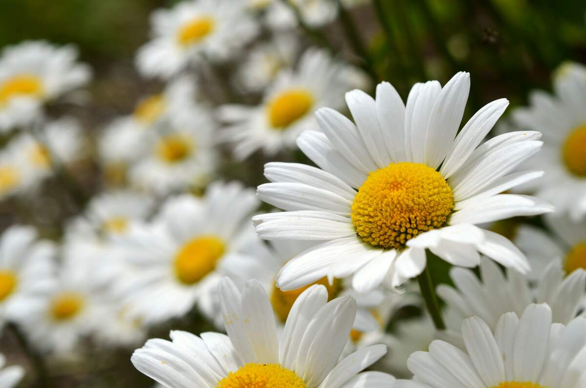 Daisy Day Holiday