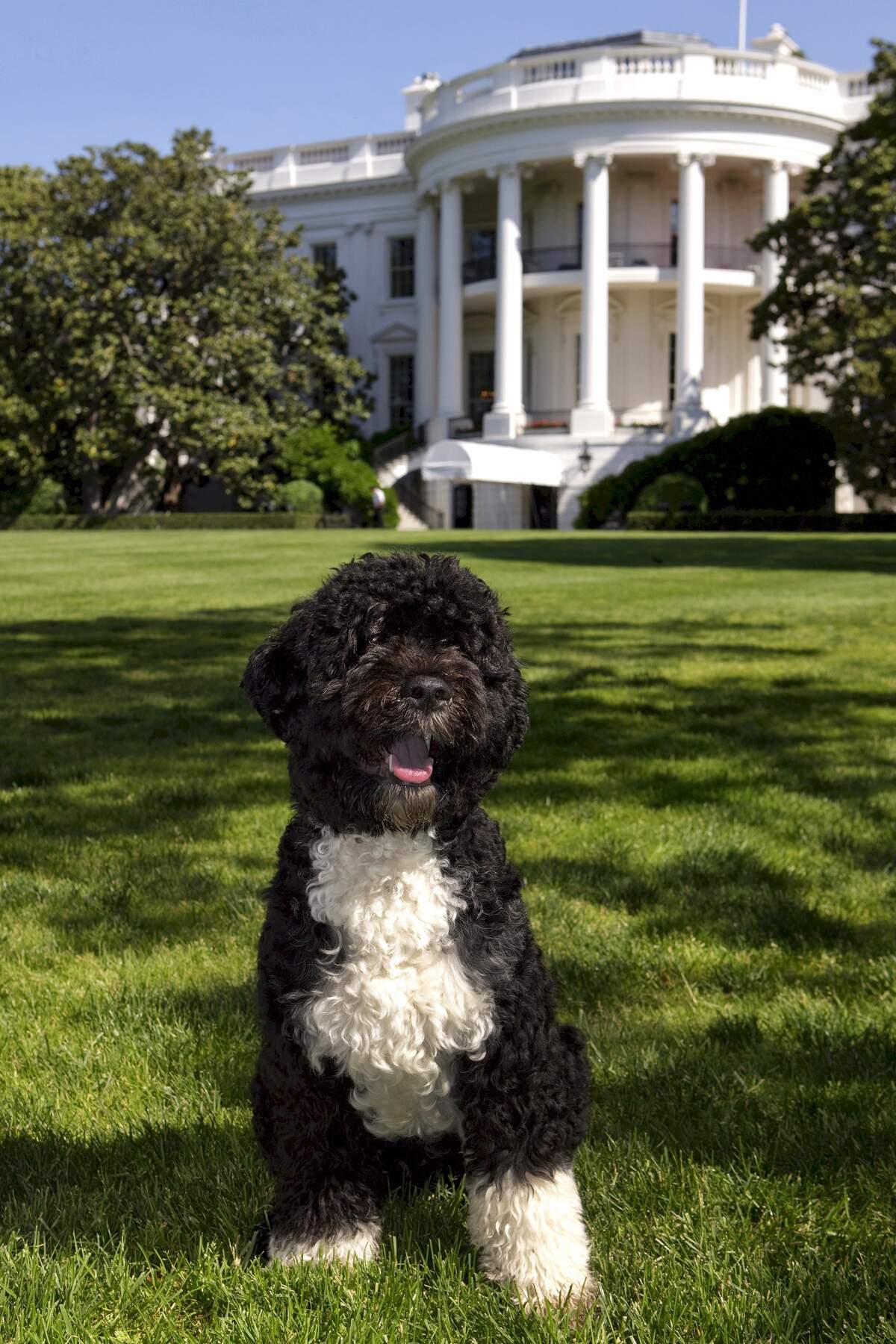 national black dog day 2023 National Dogs in Politics Day Holiday