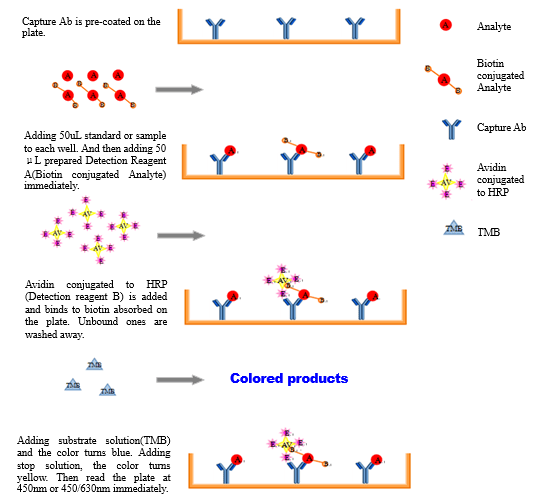 Principle of Competitive inhibition Enzymelinked Immunosorbent Assay