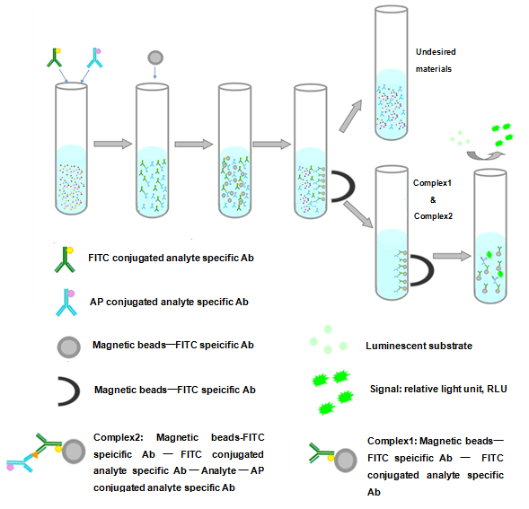 The Principle for Sandwich Chemiluminescence Enzyme Immunoassay, CLOUD