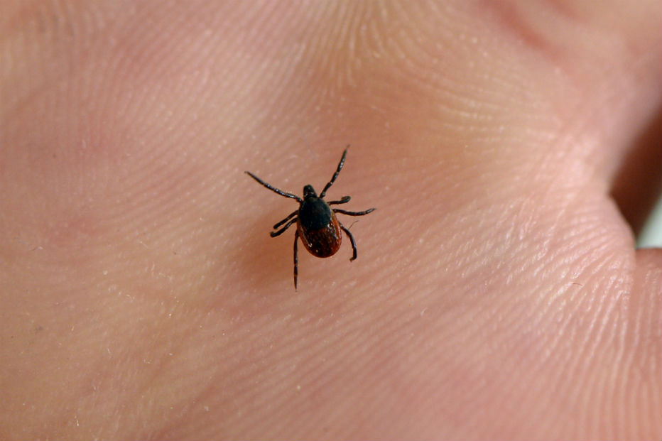 Maladie de Lyme tout savoir sur la maladie CNEWS