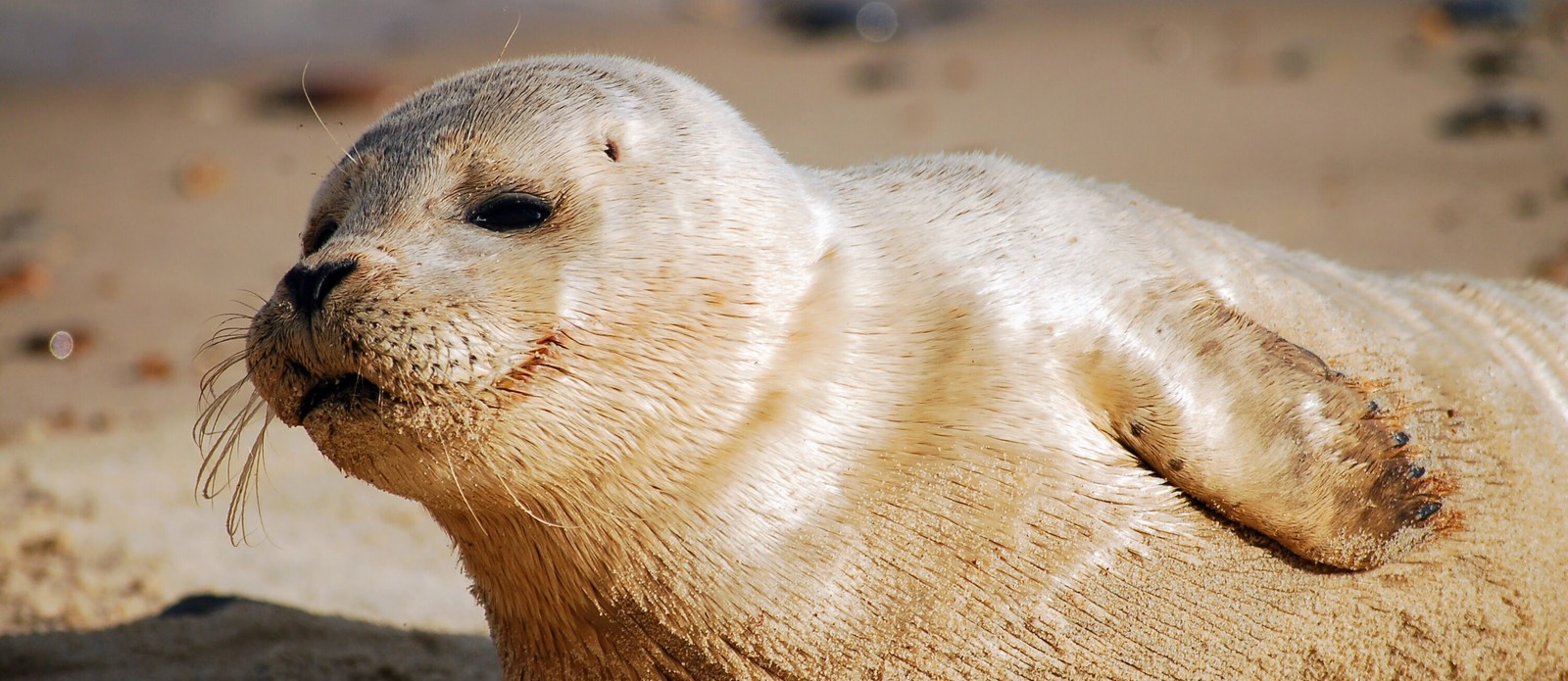 What is a baby seal called?