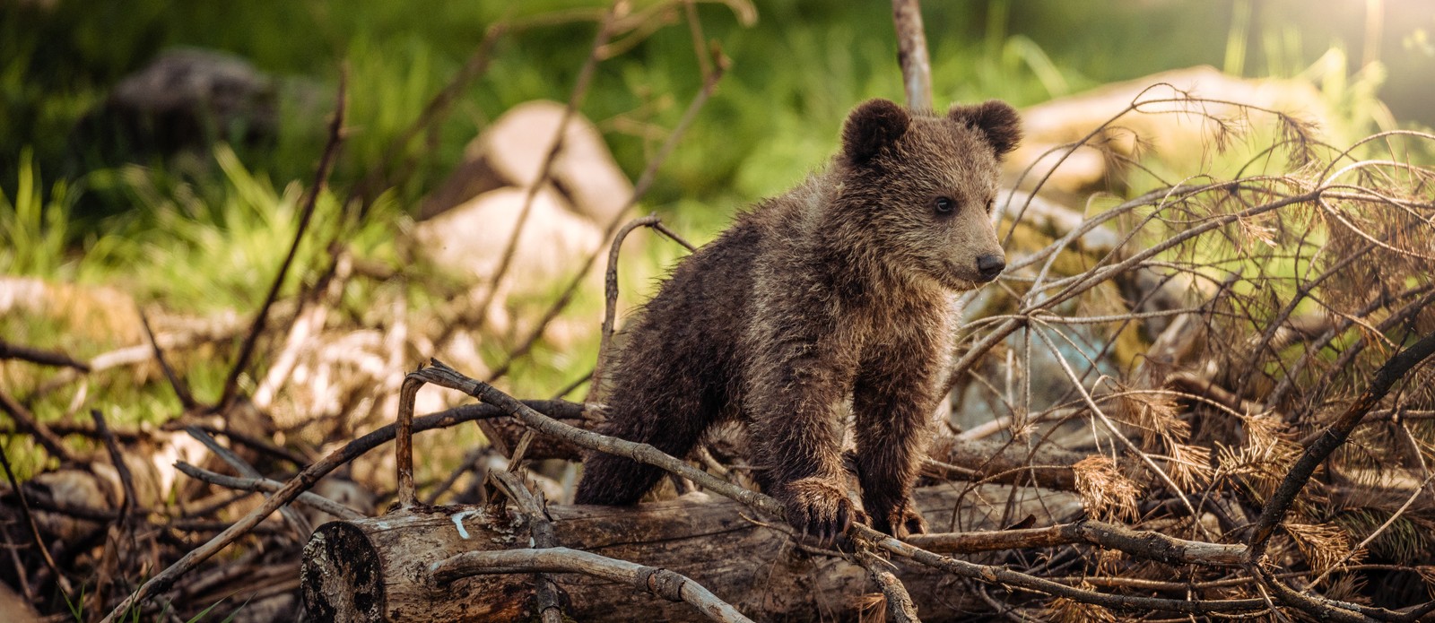 What is a baby bear called?