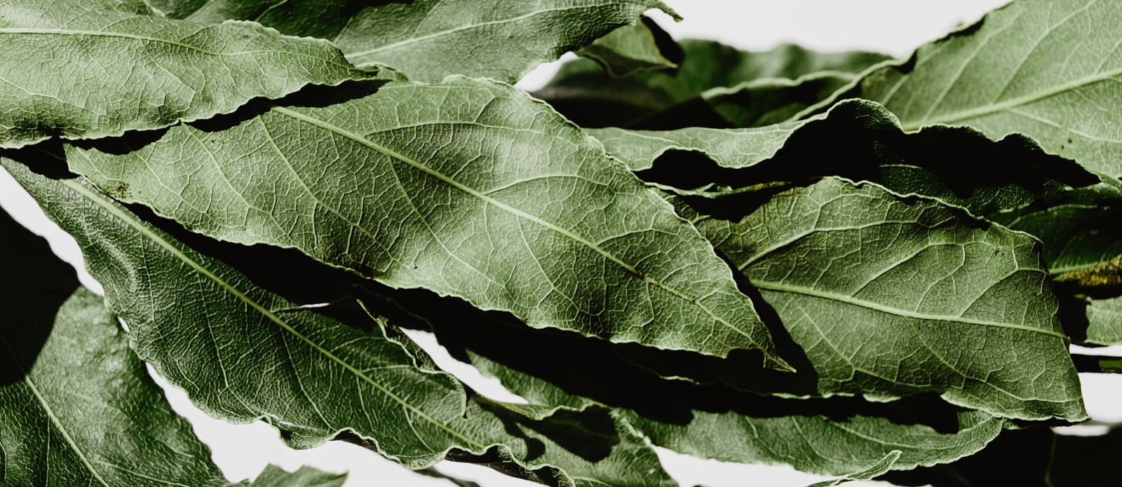 What does the laurel wreath symbolize?