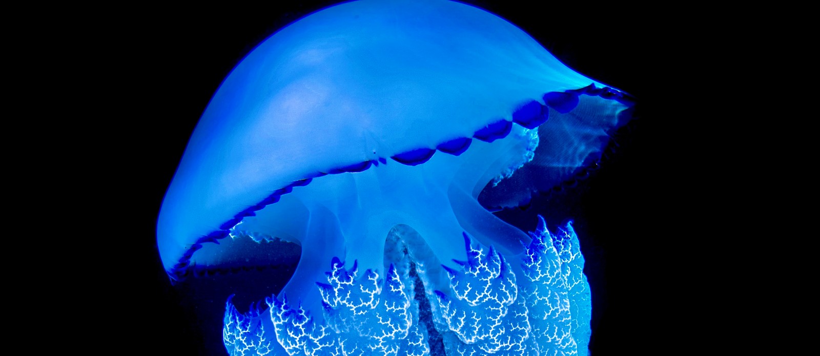 About how many different species of jellyfish are there?