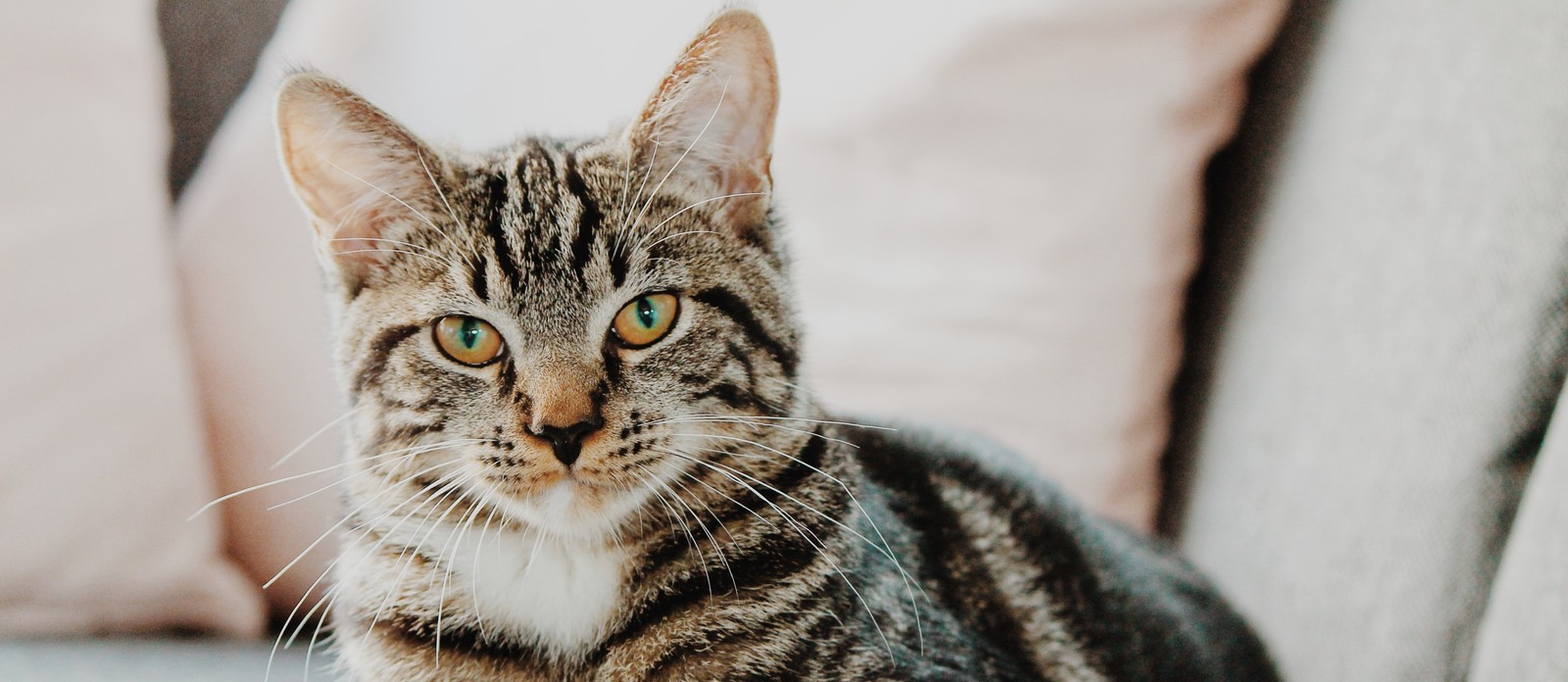 How fast can cats run?