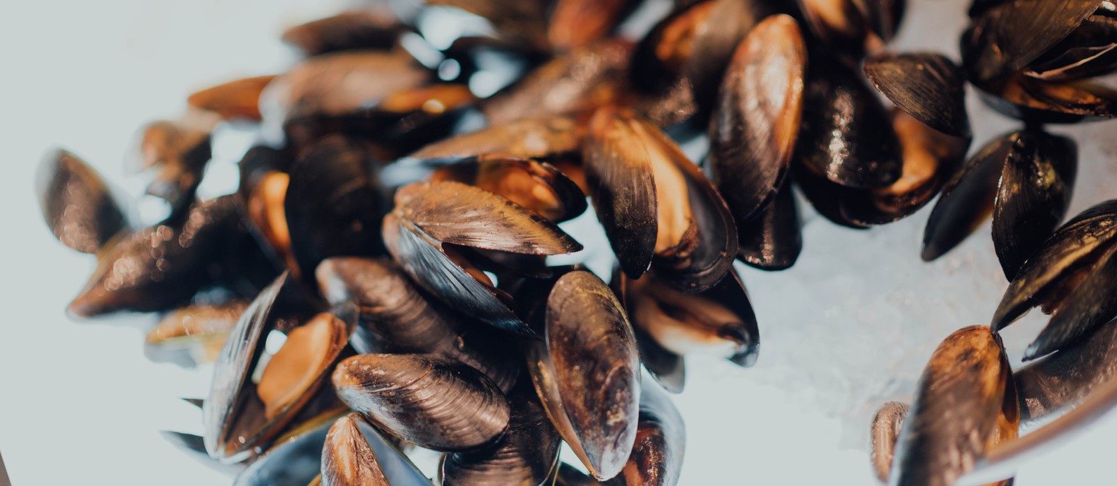 What is a group of clams called?