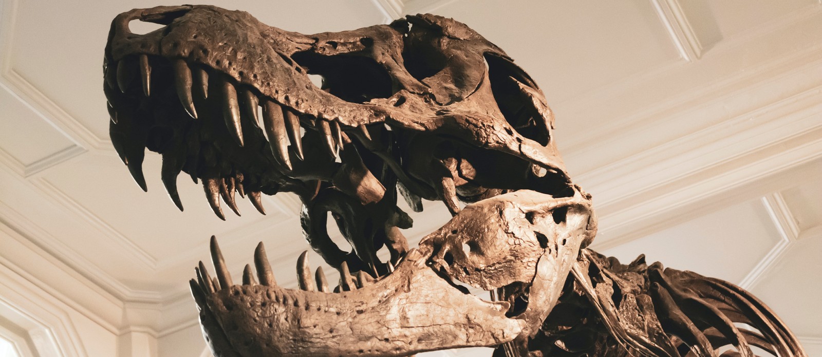 What carbon isotope is used to date fossils?