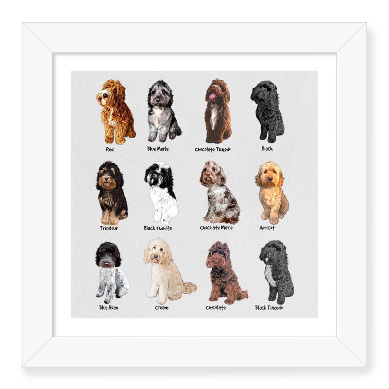 Cockapoo colours framed art print