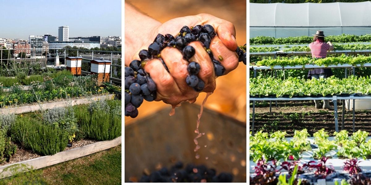 3 Ways the Food Industry has Changed Forever (beyond your groceries)