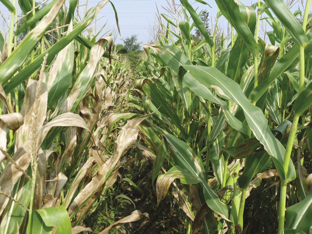 The crop disease in corn to watch for