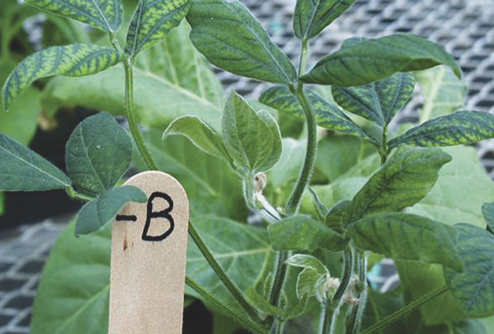 Boron. An (micro) nutrient for soybeans Country Guide