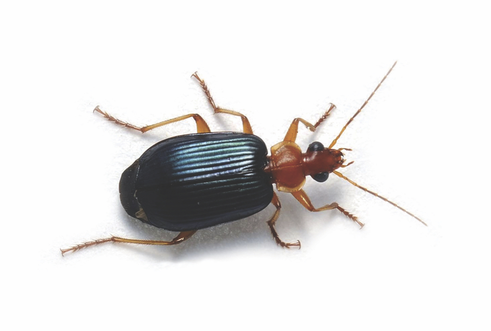 Free weed control? Tell me more! Country Guide