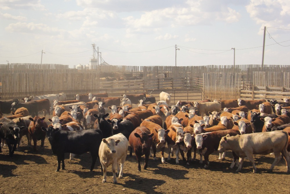 U.S. livestock Live cattle, nearby feeder cattle futures firm