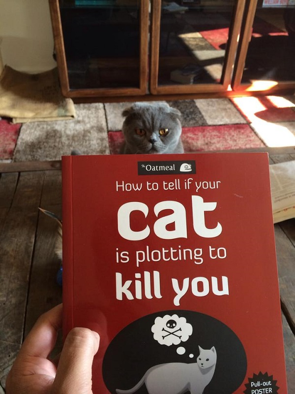 The Funniest Animal Photobombs Of All Time DailyForest