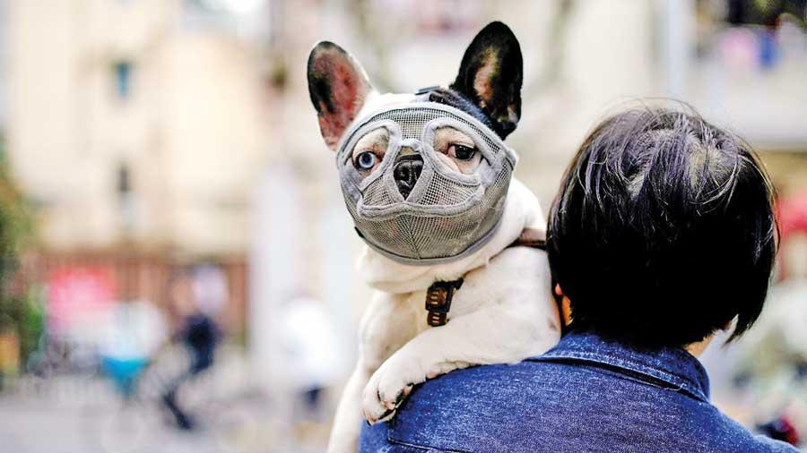 Daily Mirror Can pets and wild animals get Covid19?