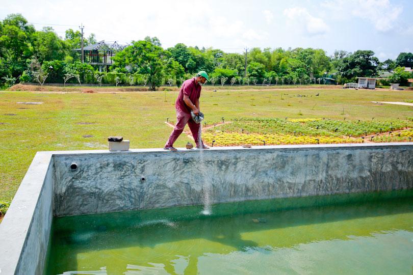 SL’s first sandalwood garden in Battaramulla Caption Story Daily Mirror