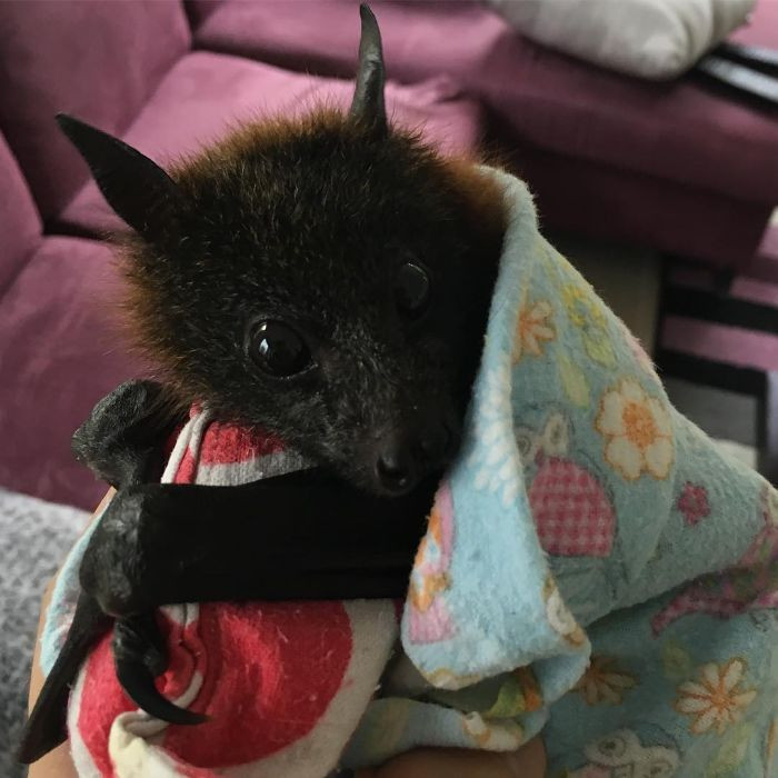 A Bat Rescue Association Shared These Photos Of Bats Being Adorable To