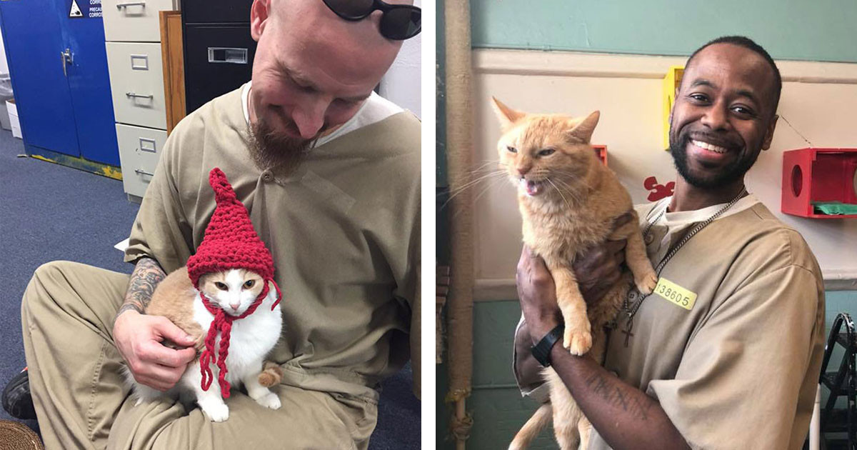 Prison Sees Change In Prisoners After Shelter Cats Are Brought In