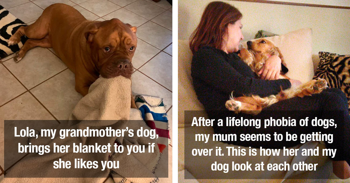Dogs Who Are Pawsitively Devoted To Their Humans
