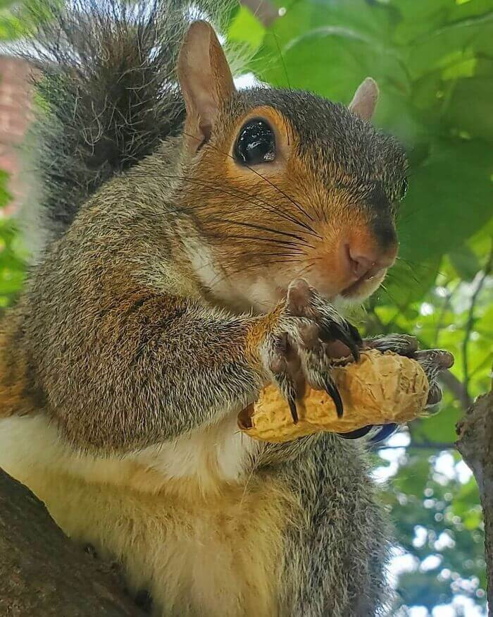 Adorable Baby Squirrel Rejected By Its Mom Decides To Stay With A Man