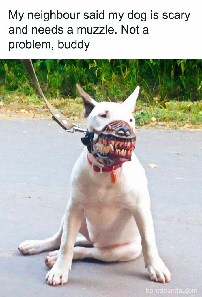 50 Times An Online Group Shared Dog Memes That Are So Hilarious That