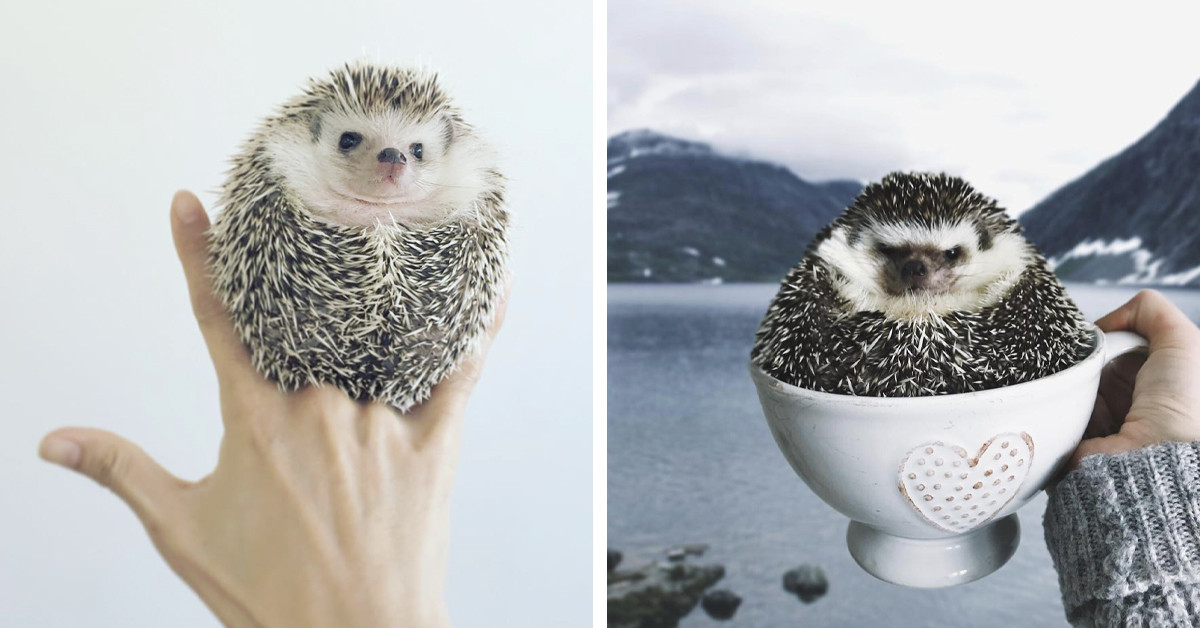 18 Pictures Of Hedgehogs Just Being Their Exceptionally Cute Selves