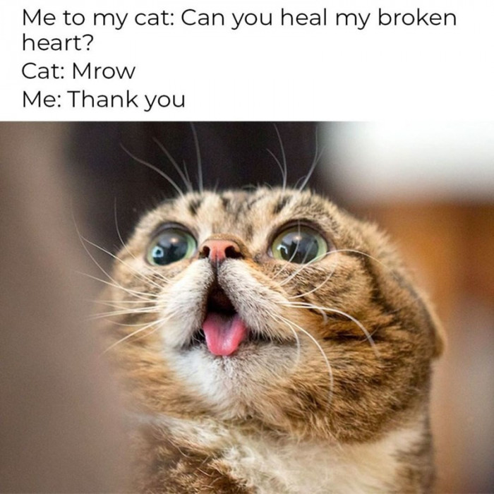 29 Cat Owners Revealed The Most Ridiculous Cat Memes That Are Just Too