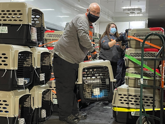 100 Cats Were Evacuated To Massachusetts Via Plane To Save Them From The Deadly Kentucky Storm