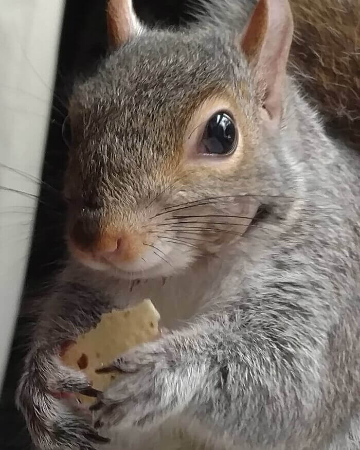 Adorable Baby Squirrel Rejected By Its Mom Decides To Stay With A Man