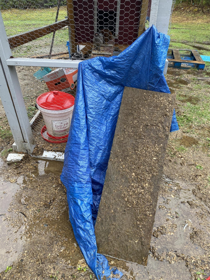 Redditor Shares Live Updates While Stuck In A Chicken Coop On A Rainy