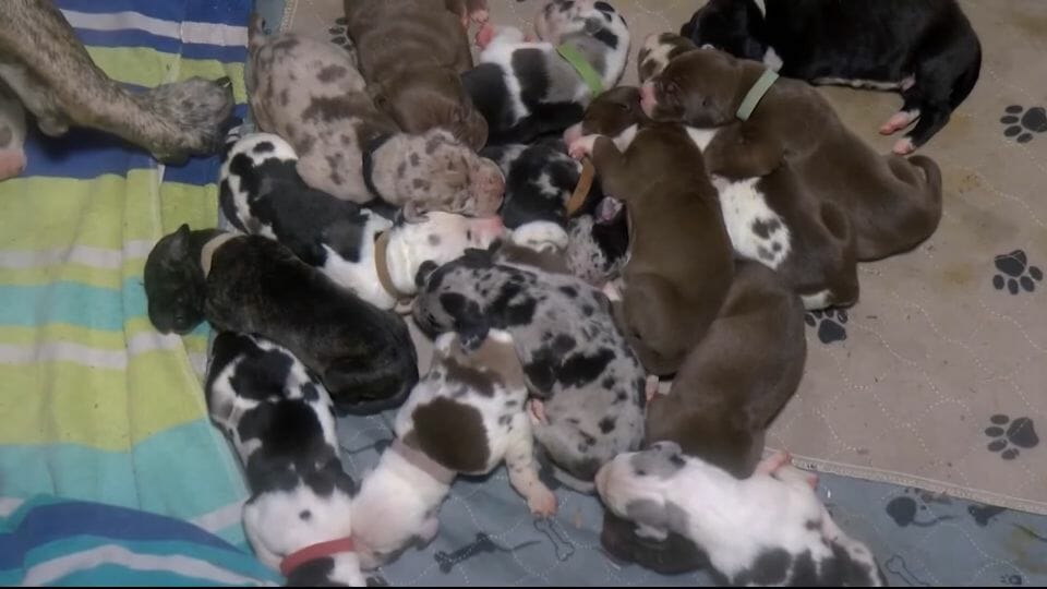 Extraordinary Event Great Dane Delivers One Of The Largest Puppy