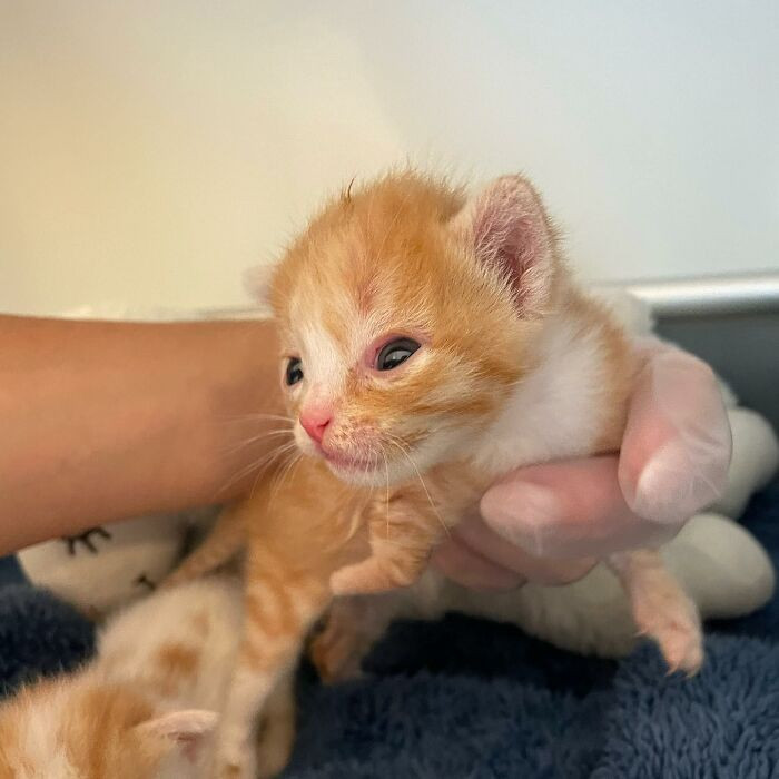 Two Sibling Kittens With Disabilities Get A Second Chance At Life And