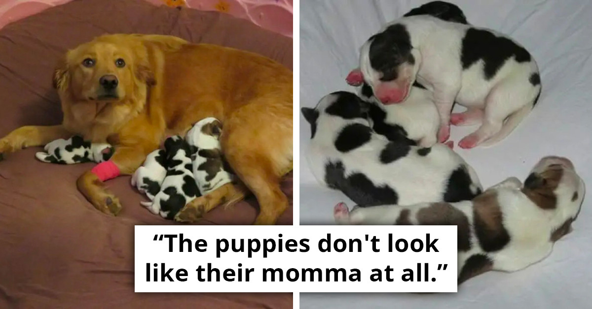 Foster Care Volunteers Astonished As Litter Of Puppies From A Foster