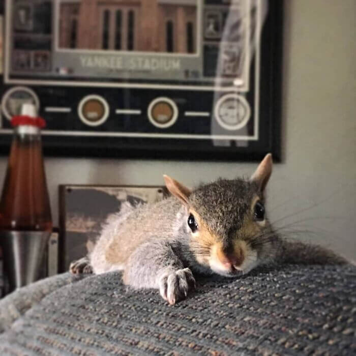 Adorable Baby Squirrel Rejected By Its Mom Decides To Stay With A Man
