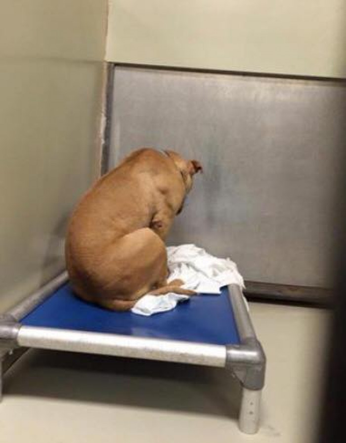 Viral Dog Photo Shows Him Sadly Staring At The Wall All Day Without