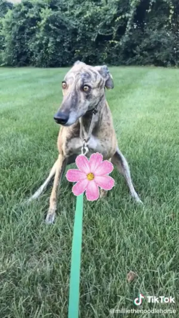 Tiktok Videos About Greyhound Raise Awareness About Dog Psychology