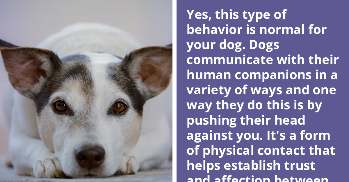 Netizens Discuss Why Dogs Push Their Heads Against You When They Want Something