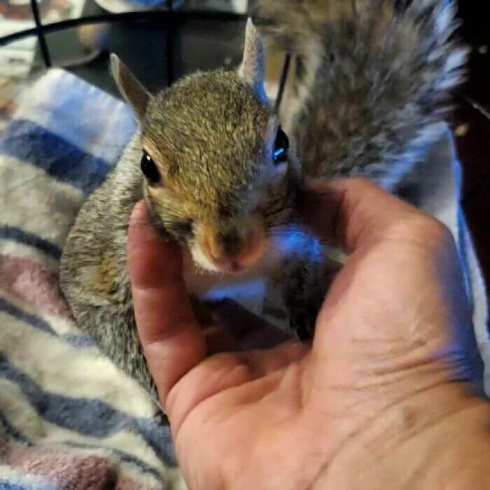 Adorable Baby Squirrel Rejected By Its Mom Decides To Stay With A Man