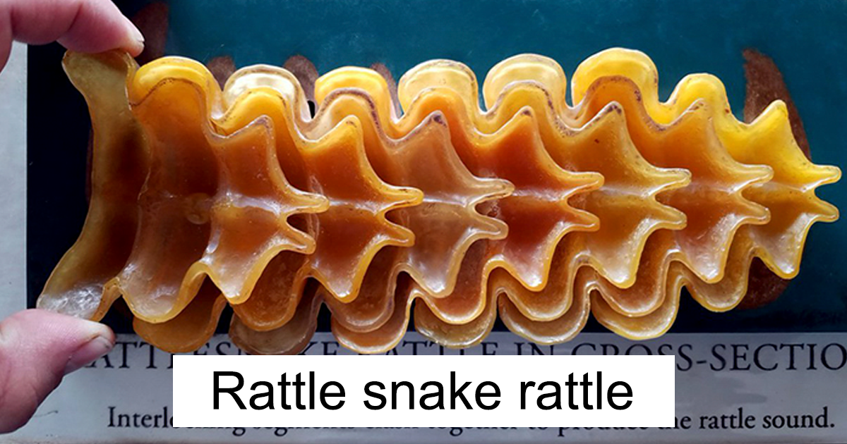 30 Photos Of Objects Cut In Half Revealing Their Hidden Side DeMilked