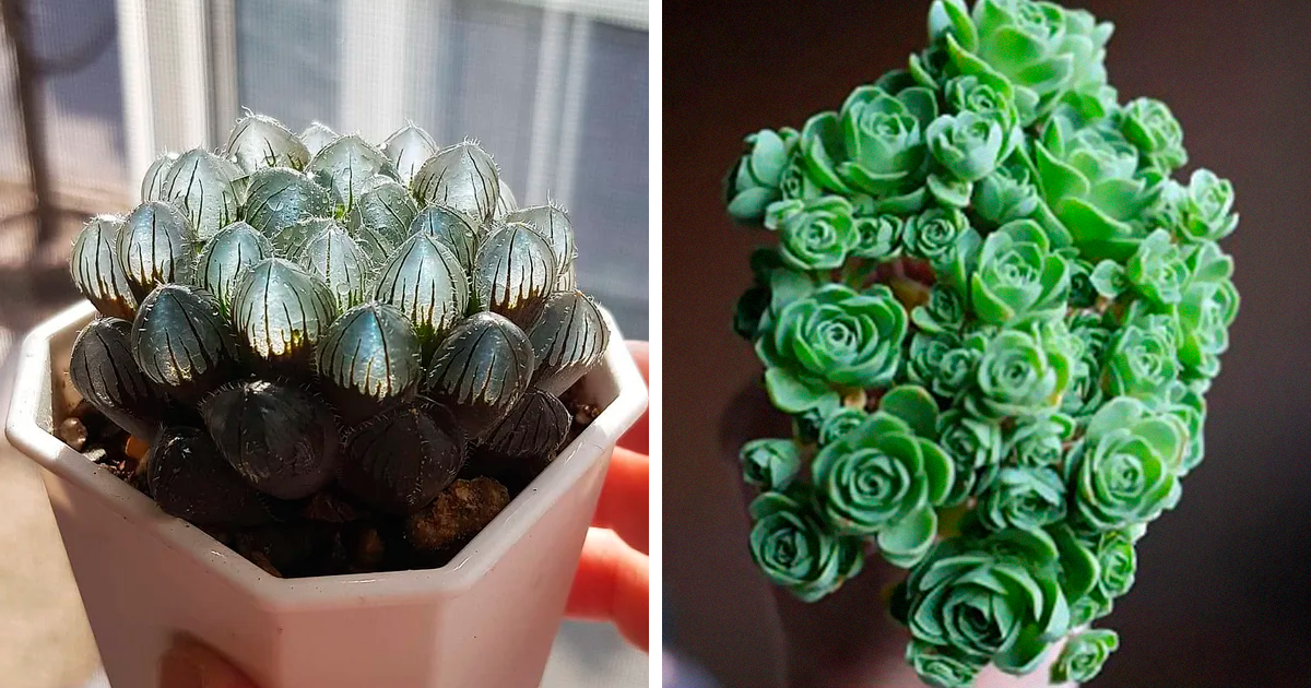 30 Unique Types Of Succulents You've Probably Never Heard Of Before