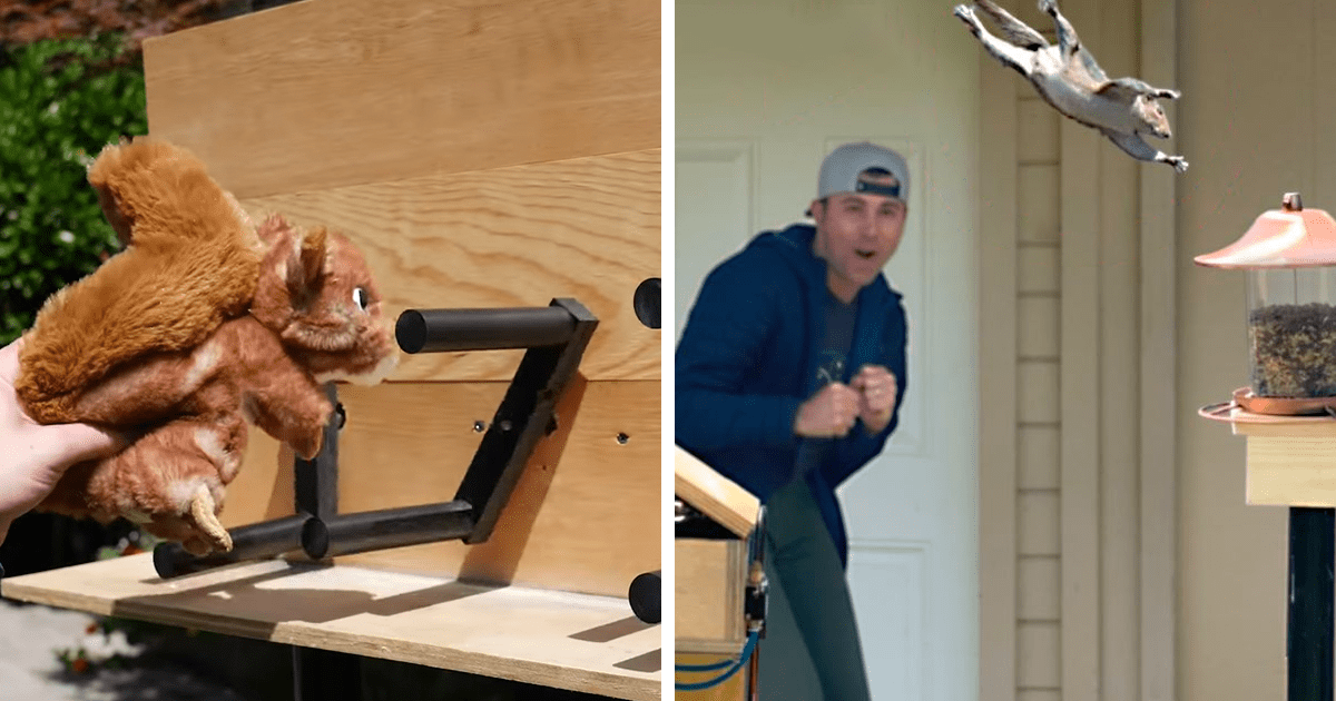 Former NASA Engineer Created An Obstacle Course To Stop Squirrels From