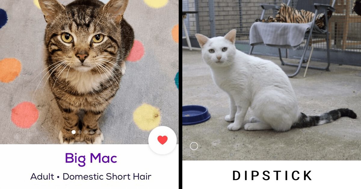 30 Of The Most Creative Pet Names Shared By "Petfinder Names" DeMilked